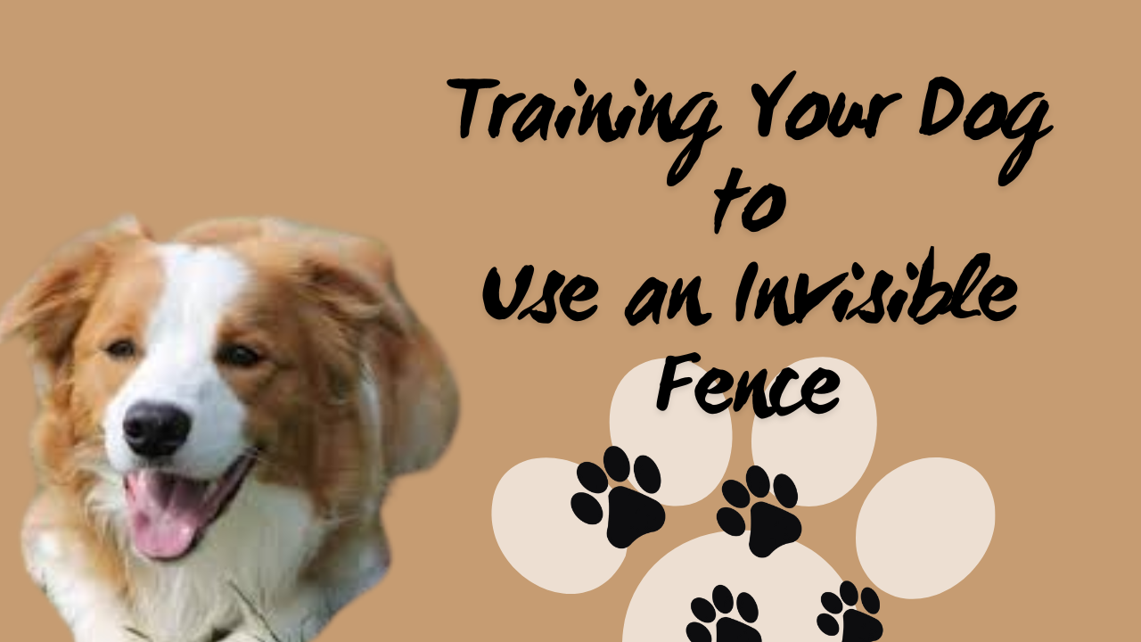 Training Your Dog to Use an Invisible Fence: A Comprehensive Guide