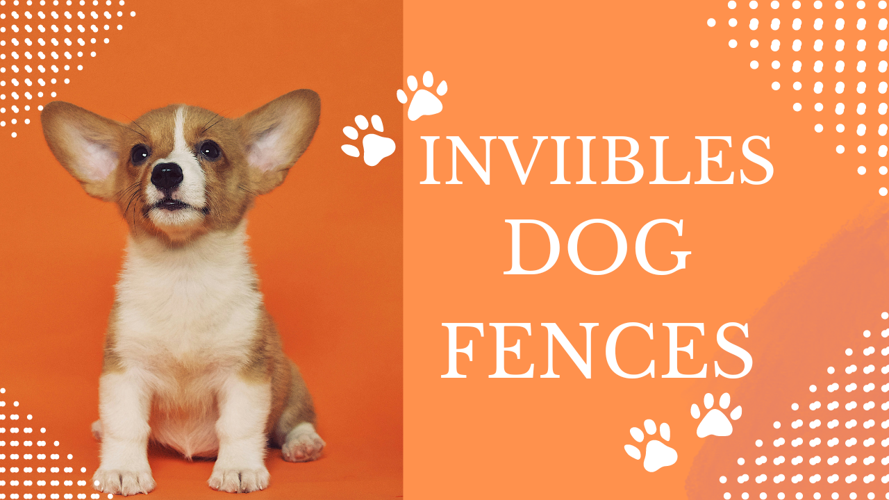 Invisible Dog Fences : Pros, Cons, and Best Options