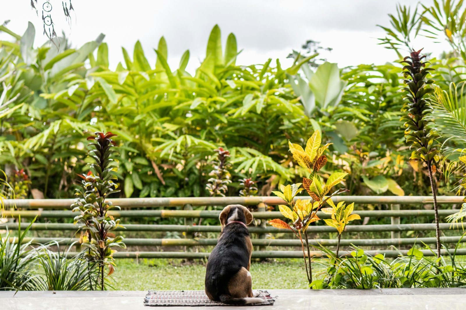 The Benefits Of Dog Parks: Socialization And Exercise For Your Pet