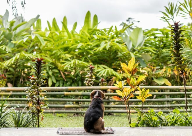 Innovative DIY Dog Fence Ideas