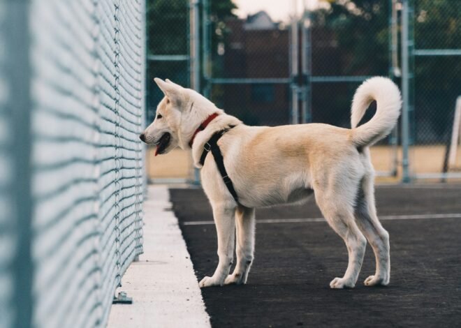 How to Build a Dog Friendly Patio or Deck