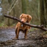 Small dog Fence