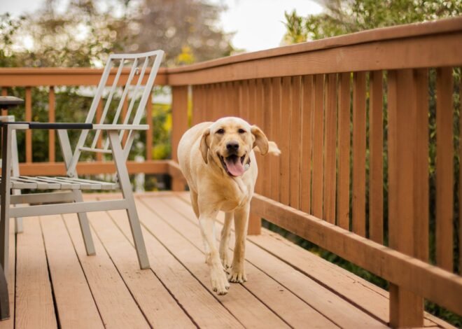 Electric vs Physical Dog Fences