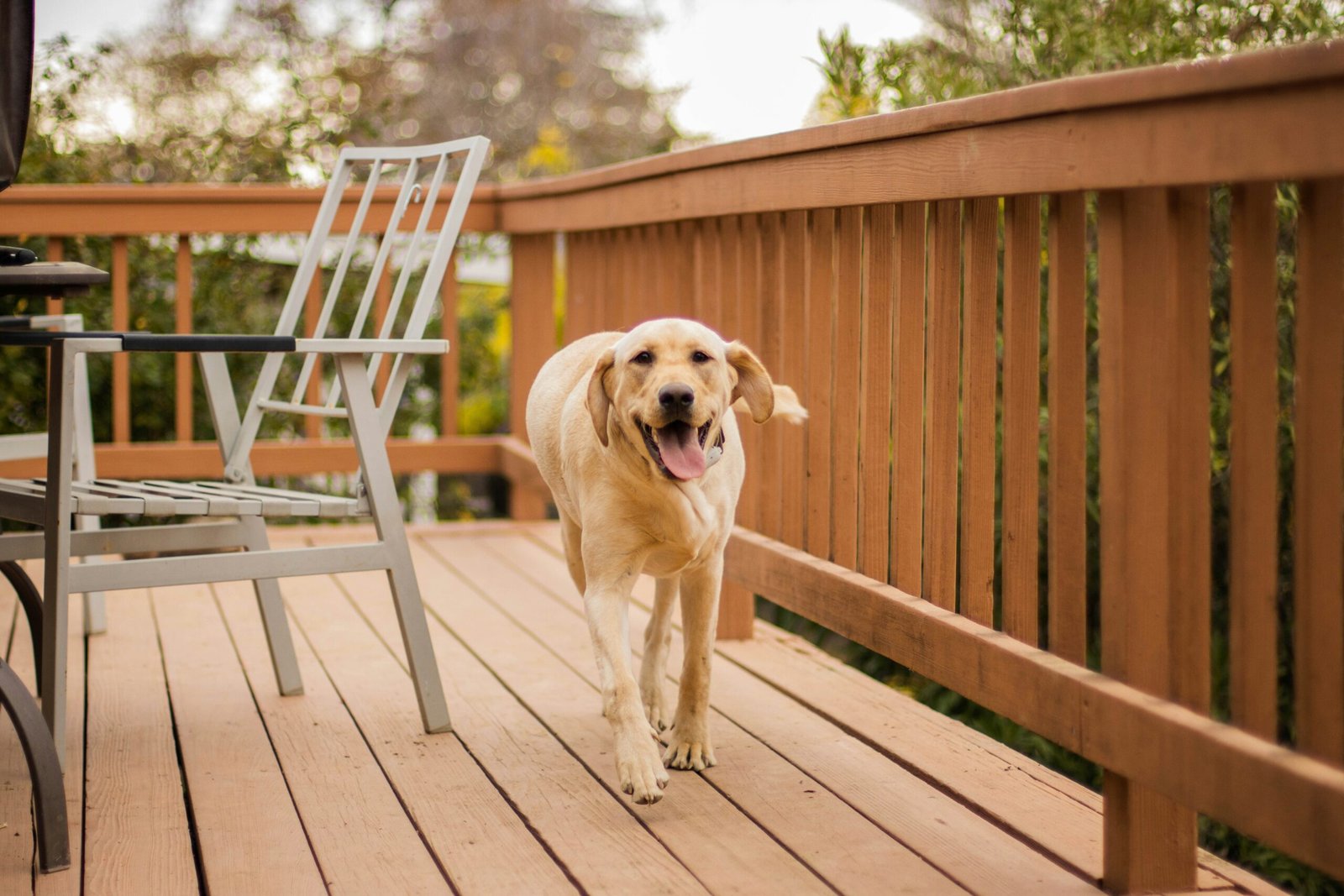 Electric vs Physical Dog Fences