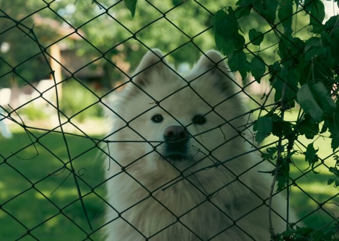 Introduction to Dog Fences: Purpose and Benefits